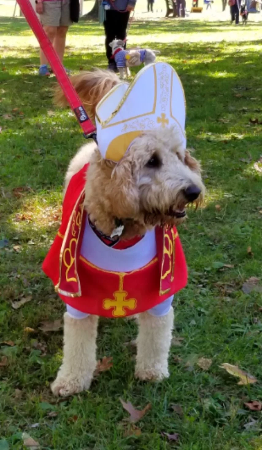 Archived ABI Resources Facebook image associated with Great Team outing today! Colchester Pumpkins and Pooches!🎃🐩🐕🐶🎃