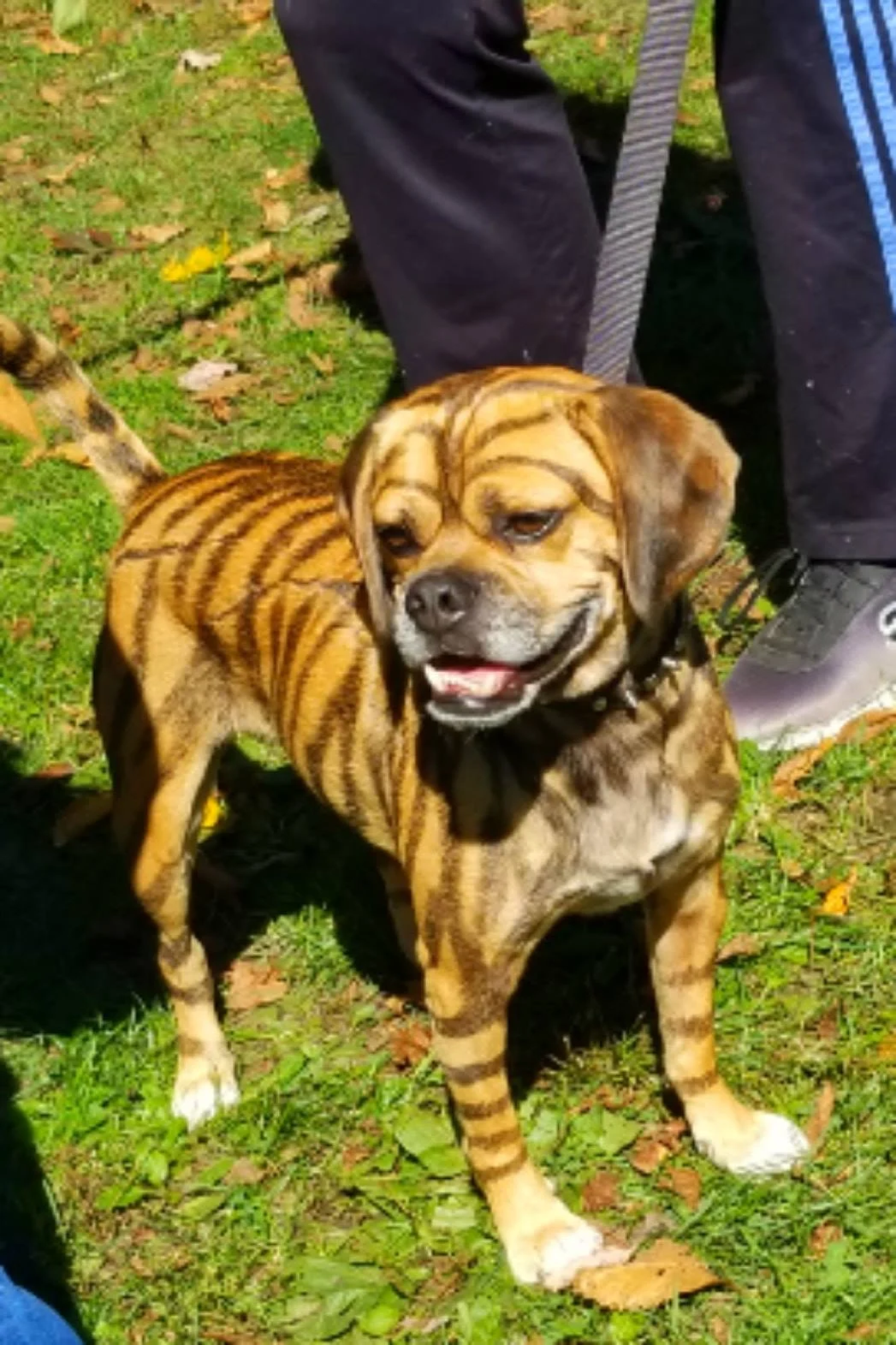 Archived ABI Resources Facebook image associated with Great Team outing today! Colchester Pumpkins and Pooches!🎃🐩🐕🐶🎃