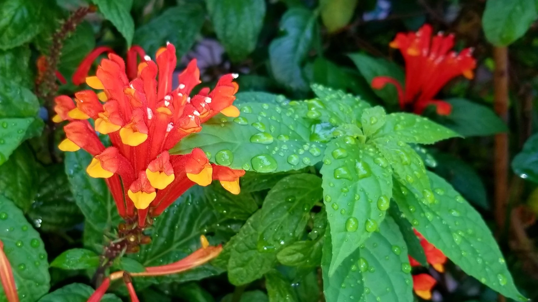 Archived ABI Resources Facebook image associated with AMAZING! Team trip to Logee's Tropical Plants in Danielson Connecticut. Brain Injury Community life and recovery. "On…