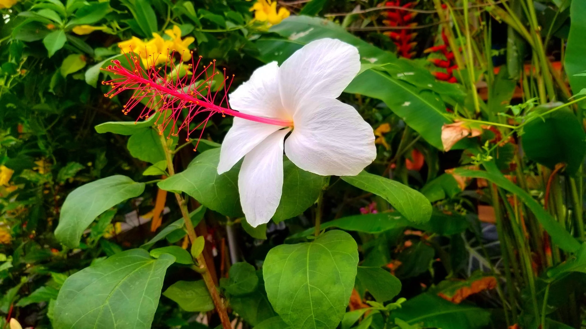 Archived ABI Resources Facebook image associated with AMAZING! Team trip to Logee's Tropical Plants in Danielson Connecticut. Brain Injury Community life and recovery. "On…