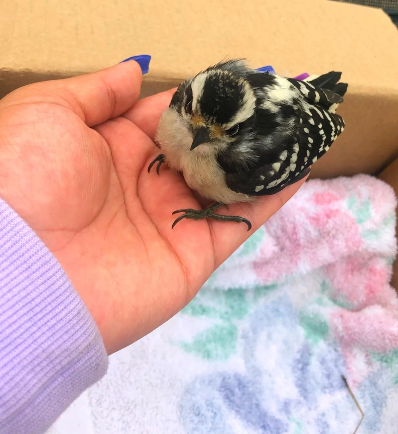 Archived ABI Resources Facebook image associated with ABI Storrs UCONN TEAM found and saved this little bird today! Not sure what type of bird this is