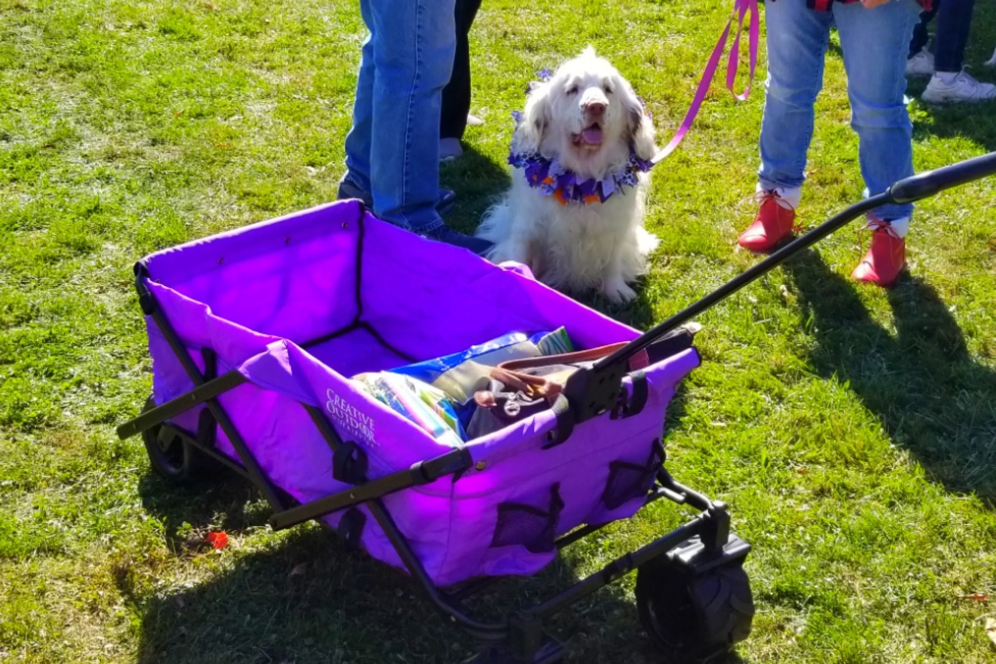 Archived ABI Resources Facebook image associated with Great Team outing today! Colchester Pumpkins and Pooches!🎃🐩🐕🐶🎃