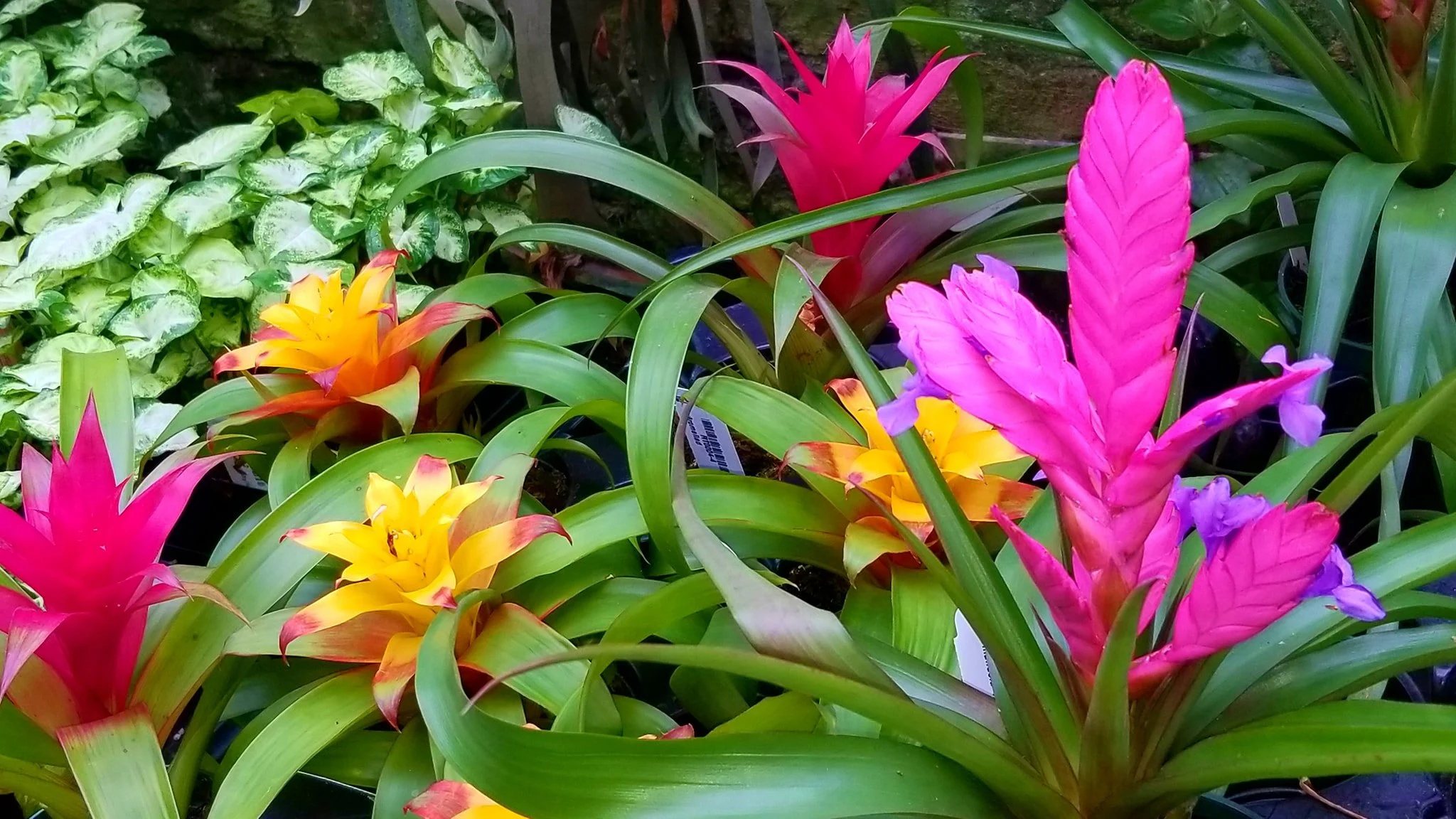Archived ABI Resources Facebook image associated with Mobile uploads — 2019-10-06 ce3b30cc