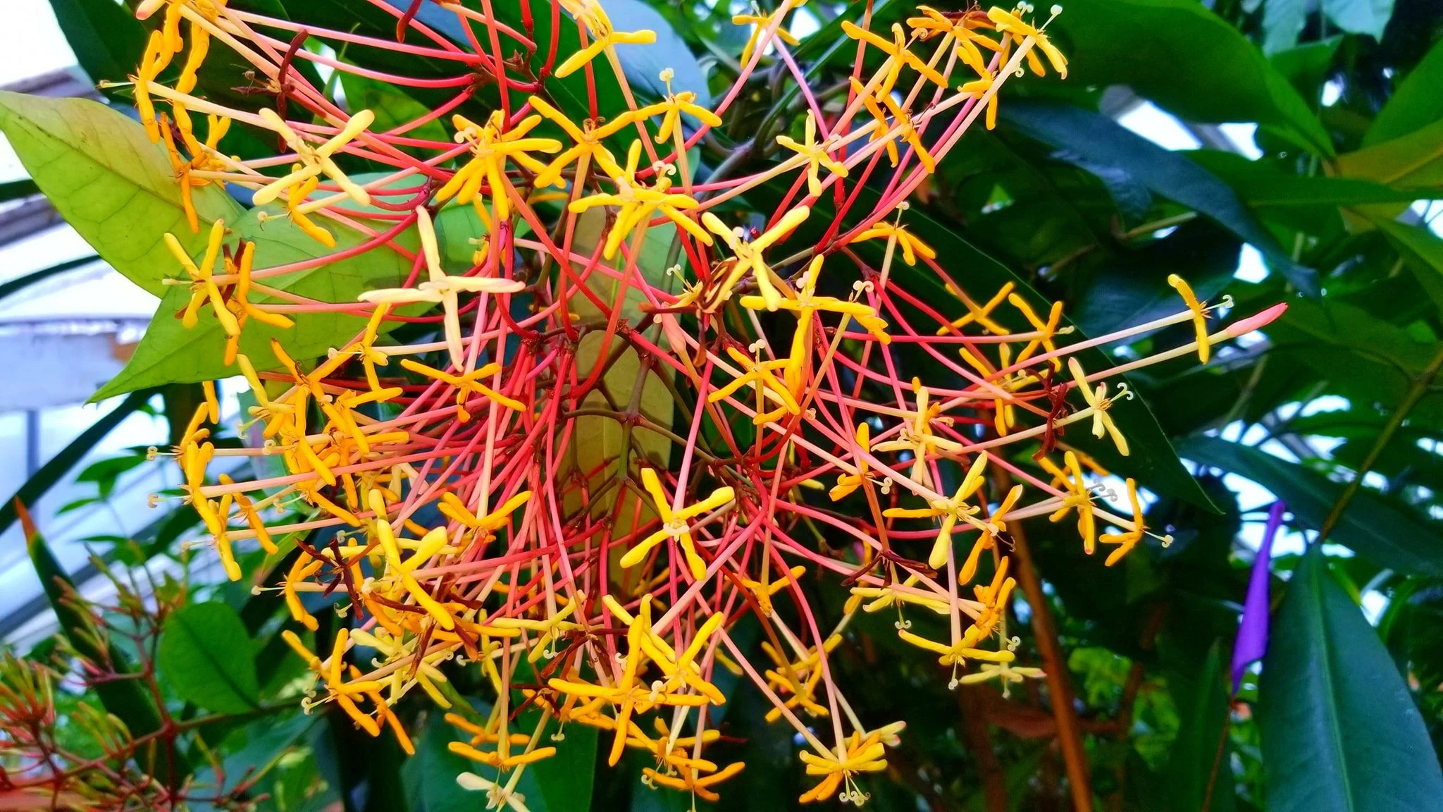 Archived ABI Resources Facebook image associated with AMAZING! Team trip to Logee's Tropical Plants in Danielson Connecticut. Brain Injury Community life and recovery. "On…