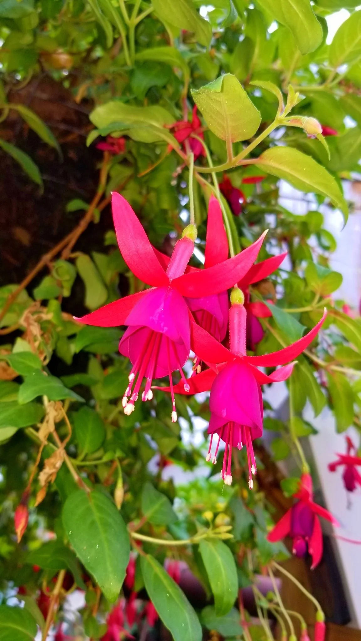 Archived ABI Resources Facebook image associated with AMAZING! Team trip to Logee's Tropical Plants in Danielson Connecticut. Brain Injury Community life and recovery. "On…