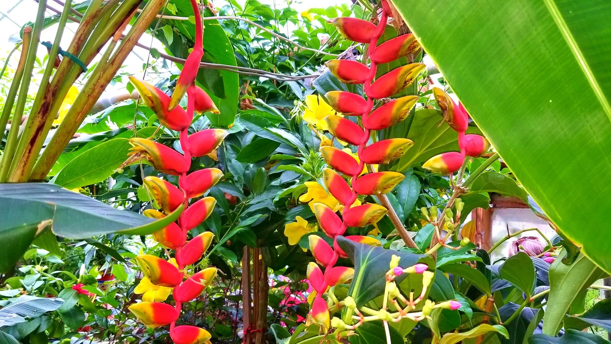 Archived ABI Resources Facebook image associated with AMAZING! Team trip to Logee's Tropical Plants in Danielson Connecticut. Brain Injury Community life and recovery. "On…