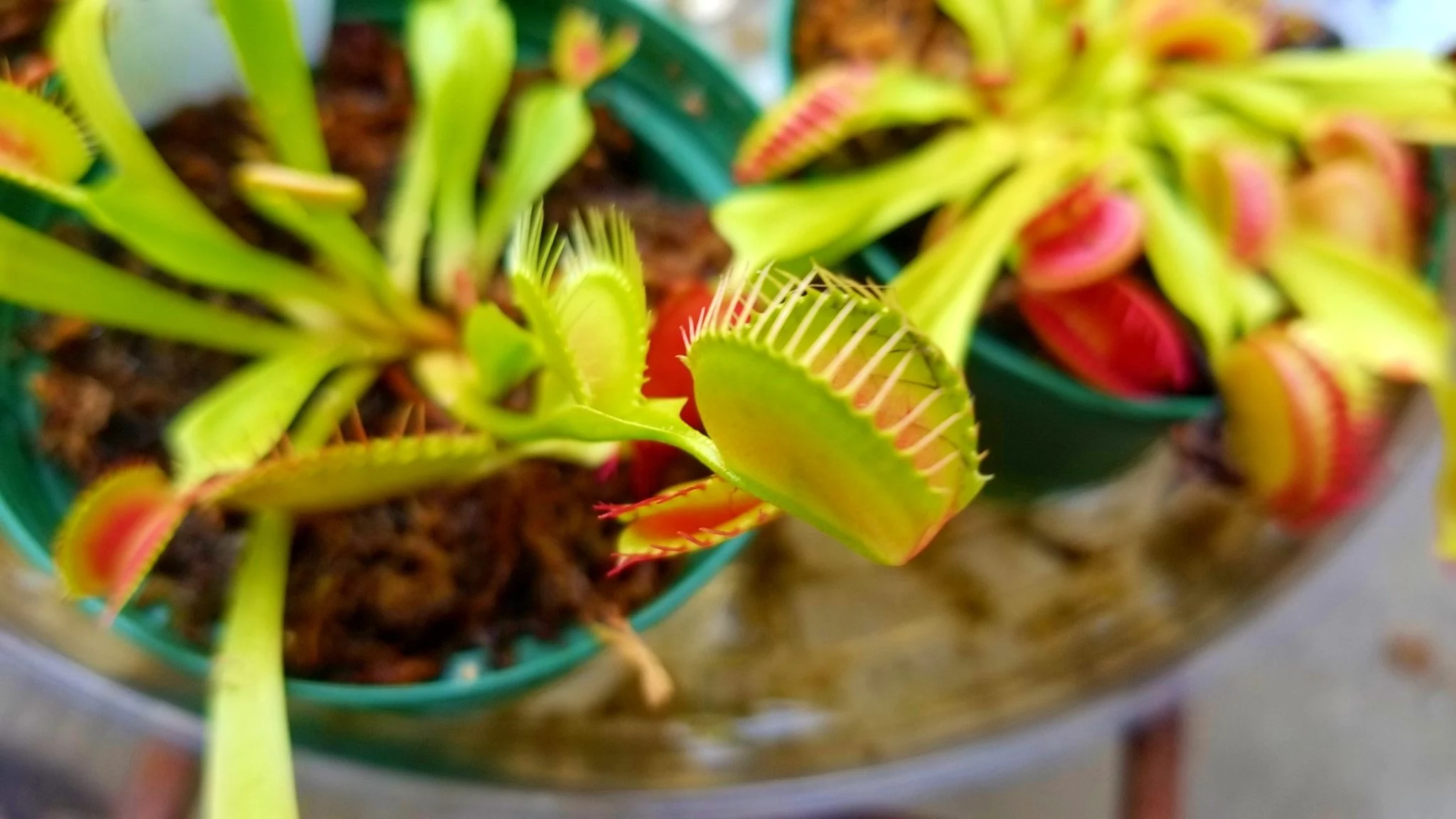 Archived ABI Resources Facebook image associated with AMAZING! Team trip to Logee's Tropical Plants in Danielson Connecticut. Brain Injury Community life and recovery. "On…