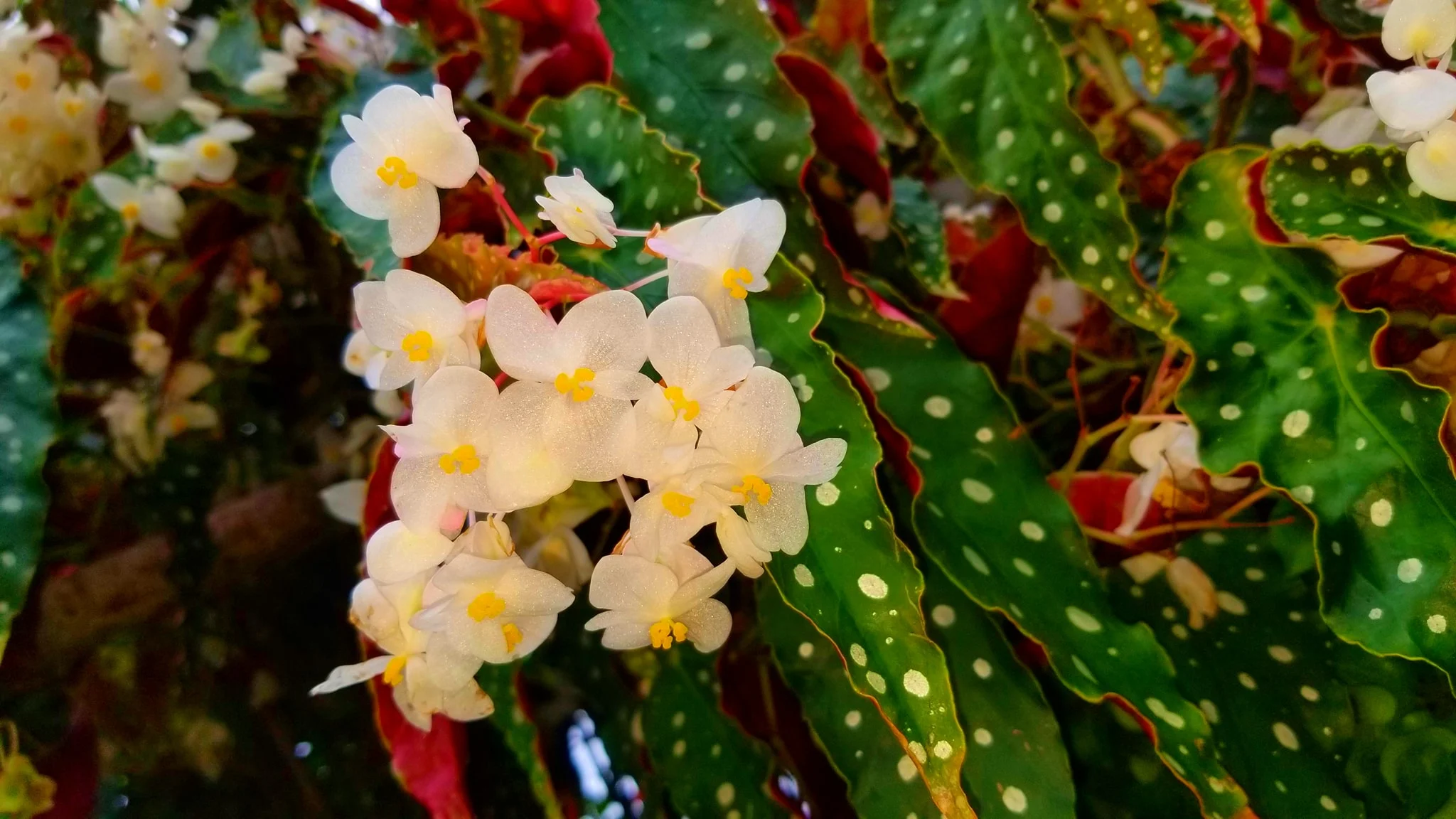 Archived ABI Resources Facebook image associated with AMAZING! Team trip to Logee's Tropical Plants in Danielson Connecticut. Brain Injury Community life and recovery. "On…