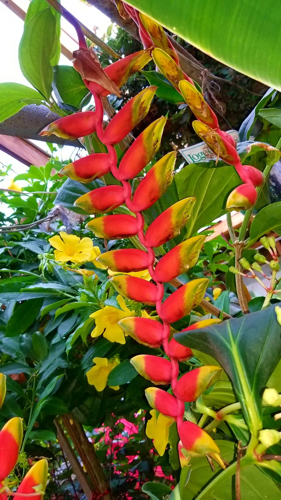 Archived ABI Resources Facebook image associated with AMAZING! Team trip to Logee's Tropical Plants in Danielson Connecticut. Brain Injury Community life and recovery. "On…