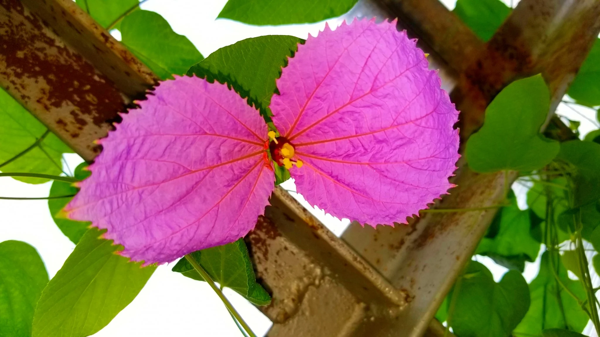 Archived ABI Resources Facebook image associated with Mobile uploads — 2019-10-06 e7e10267