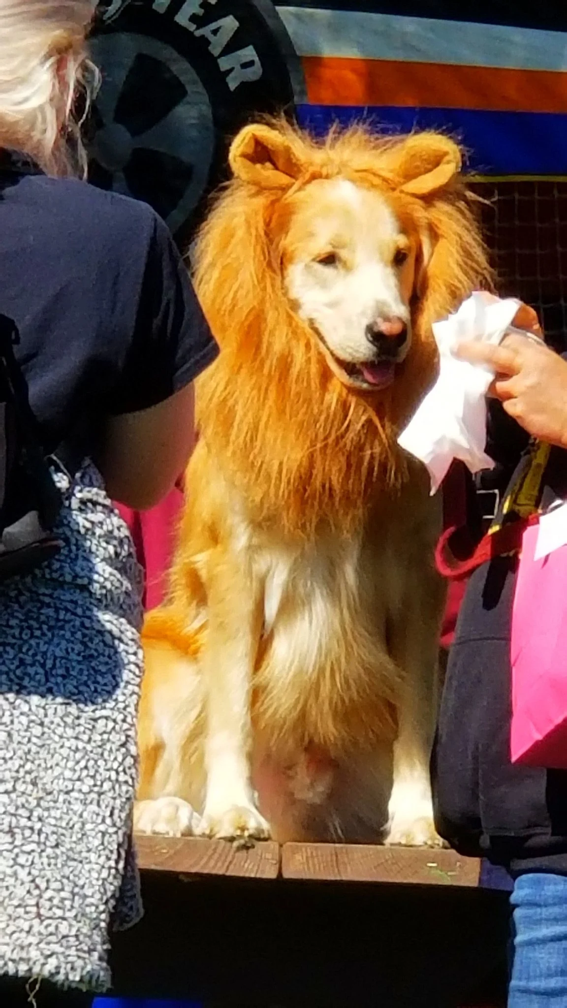 Archived ABI Resources Facebook image associated with Great Team outing today! Colchester Pumpkins and Pooches!🎃🐩🐕🐶🎃